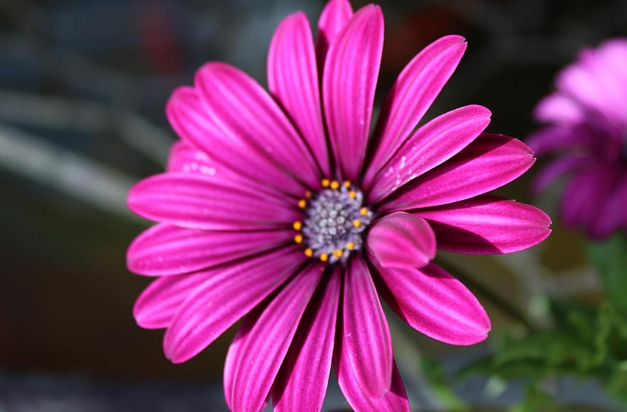 африканська ромашка, квітка, сад, пурпурна квітка, пелюстки, фіолетові пелюстки, цвітіння, флора, Рослина, природи