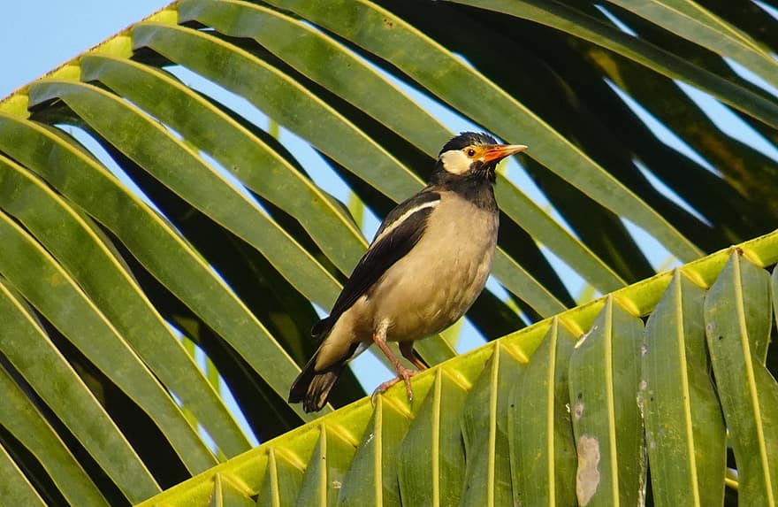 Bird, Pied Myna, Starling, Asian Pied Starling, Gracupica Contra, Fauna, Wildlife, animals in the wild, beak, feather, branch