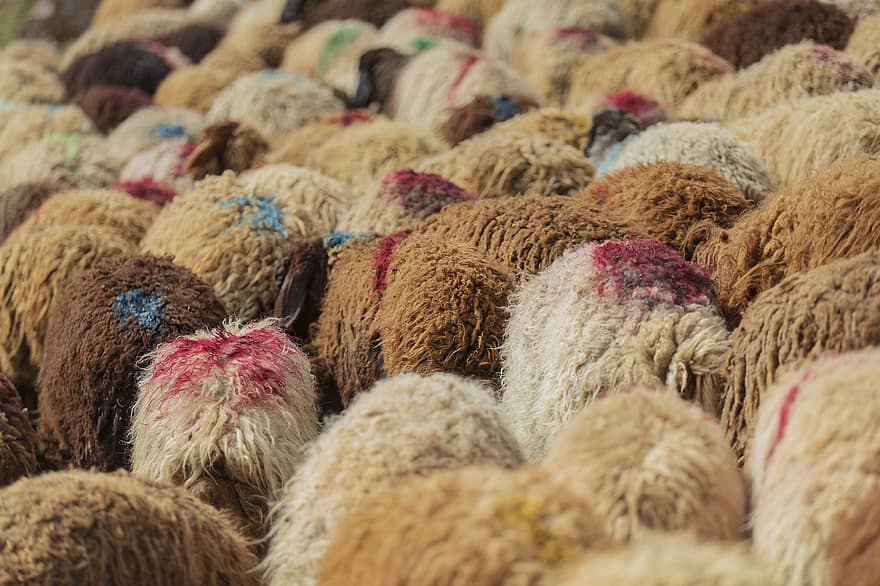 Animal, Sheep, Livestock, Species, Fauna, Mammal, wool, multi colored, close-up, clothing, fluffy