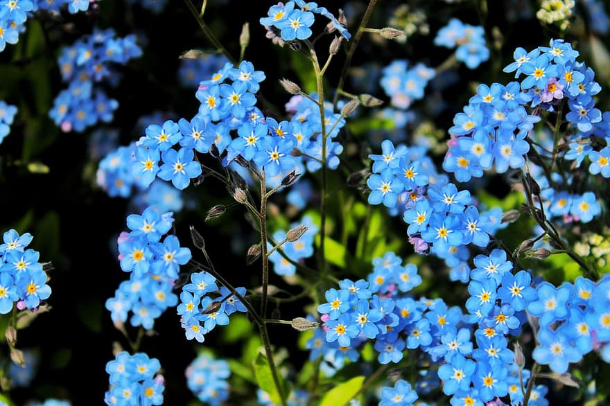 las flores, no me olvides, Flores azules, naturaleza, jardín, fondo, flora, planta, de cerca, flor, primavera