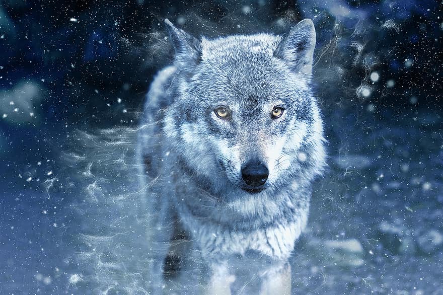 wolf, roofdier, jager, Wolf, ogen, uitzicht, portret, dier, wildernis, zoogdier, natuur