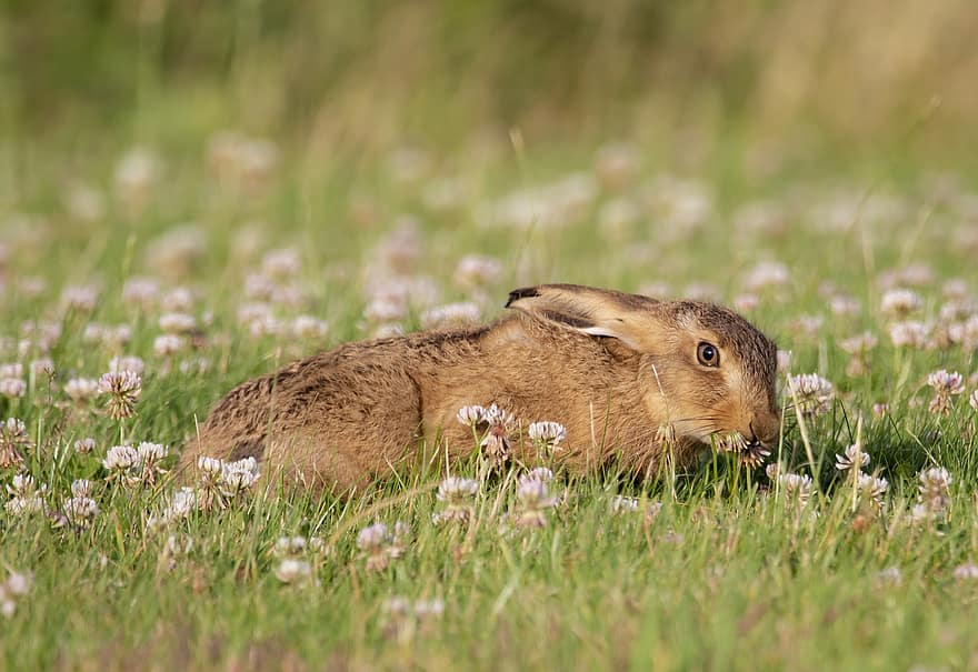 молодой заяц, зайчонок, заяц, Малыш заяц, трава