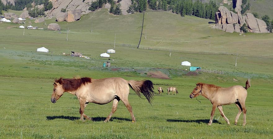 kuda, kuda betina, anak kuda, hewan, alam, kuda poni, mamalia, potret, coklat, pedesaan, bidang