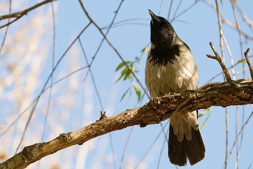Bird, Hooded Crow, Ornithology, Species, Fauna, Avian, Animal, Wildlife, Beak, Crow, Corvid