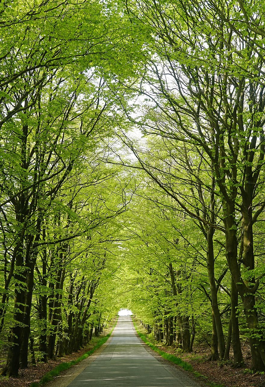 Forest, Skovvej, Beech, Trees, Beeches, Landscape, Spring, Light Green, Outdoor, Starup Heath, Ansager