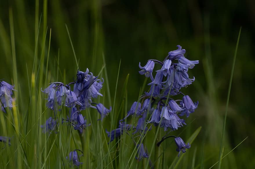 ブルーベル、紫色の花、フラワーズ、庭園、牧草地、咲く、花、植物学、田舎、イングランド、イングリッシュウッドランド