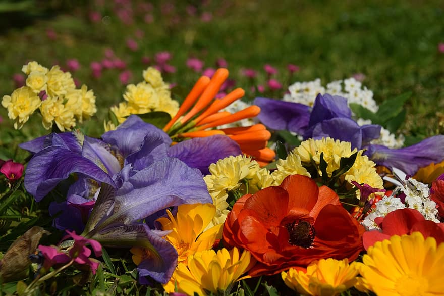 blommor, flora, blomma, växt, multi färgad, sommar, närbild, blomhuvud, gul, blad, kronblad