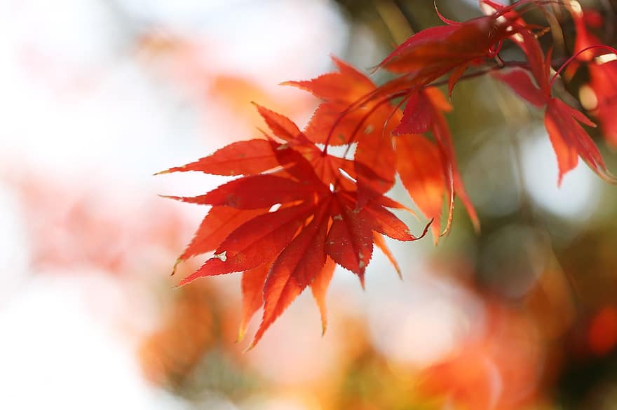 Ahornbaum, Herbst, Laub, fallen, Herbstlaub, Herbstblätter, Herbst in Südkorea