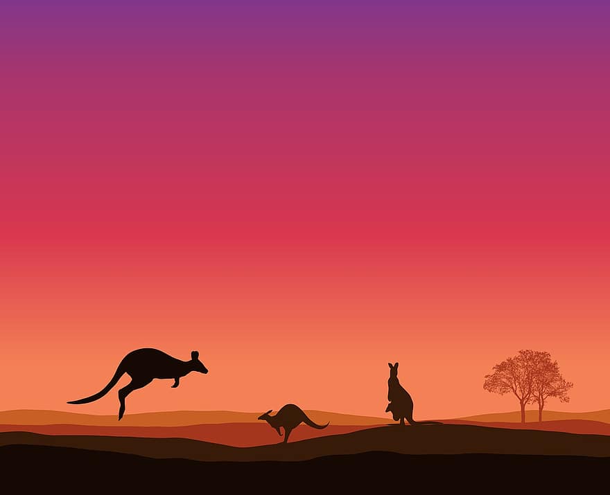 Känguru, Sonnenuntergang, Bäume, Tier, Landschaft, Natur