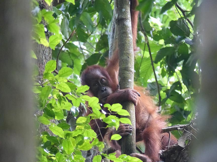 zwierzę, orangutan, ssak, gatunki, fauna, dzikiej przyrody, prymas, sumatra, Indonezja, las, Tropikalne lasy deszczowe