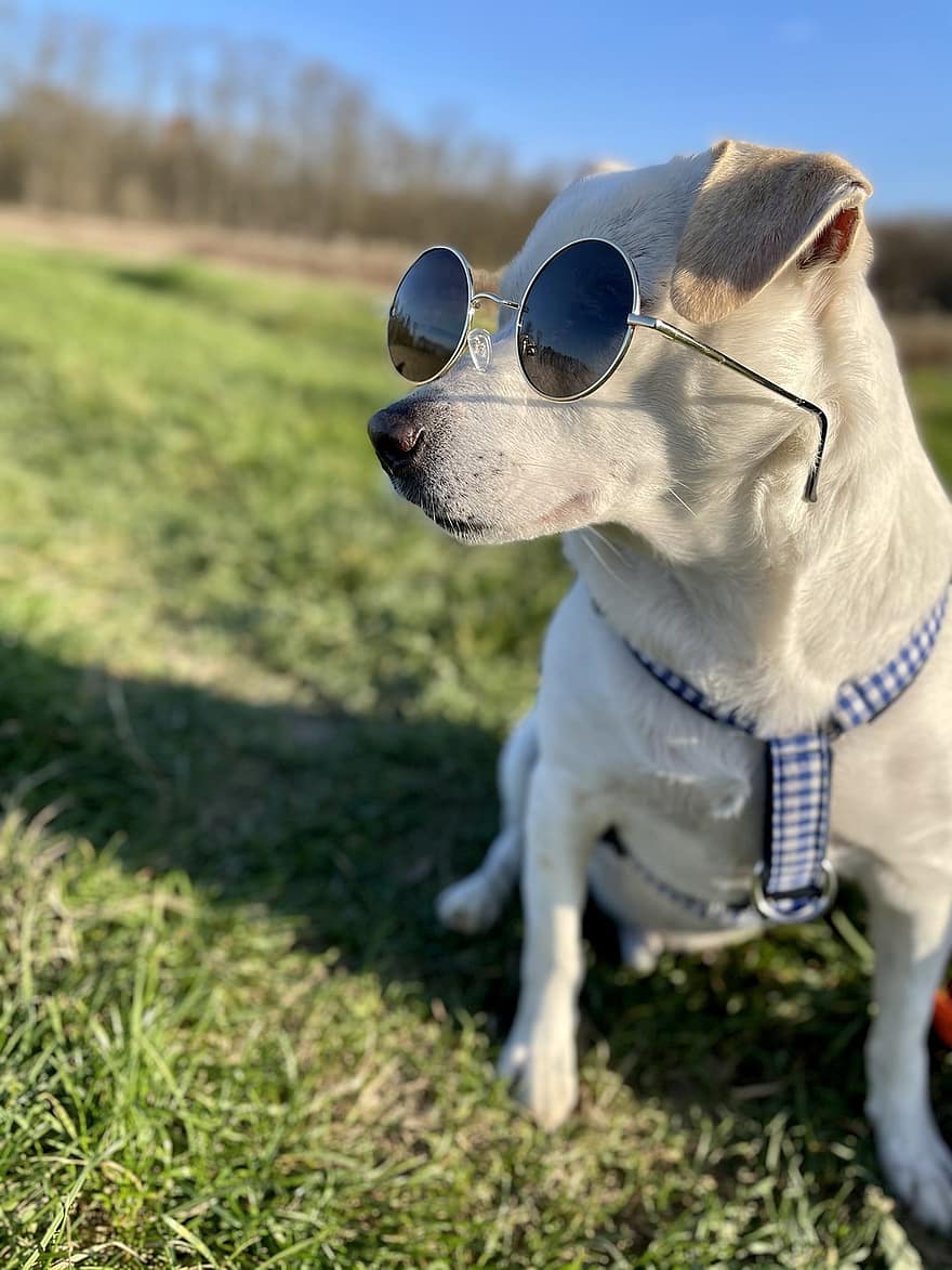 Джак Расел териер, куче, слънчеви очила, домашен любимец, кученце, животно, домашно куче, кучешки, бозайник, сладък, готино