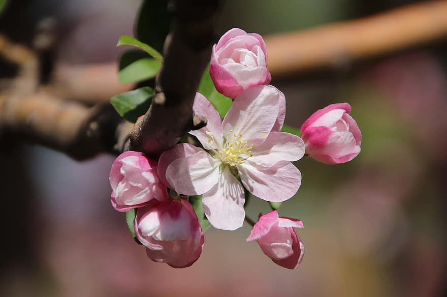 Malus Spectabilis, Malus Micromalus, Pink Flowers, Flowers, Branches, Blossom, Bloom, Flora, Tree, Spring, Spring Season