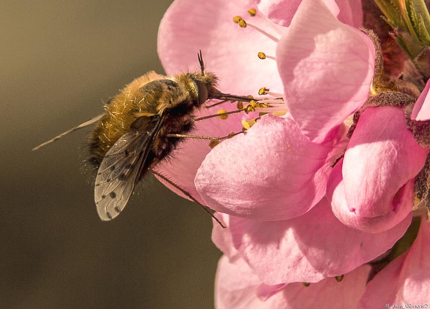zboară mai mare de albine, insectă, poleniza, polenizare, albină, Grand-bombyle, floare, insectă înțepată, aripi, natură, hymenoptera