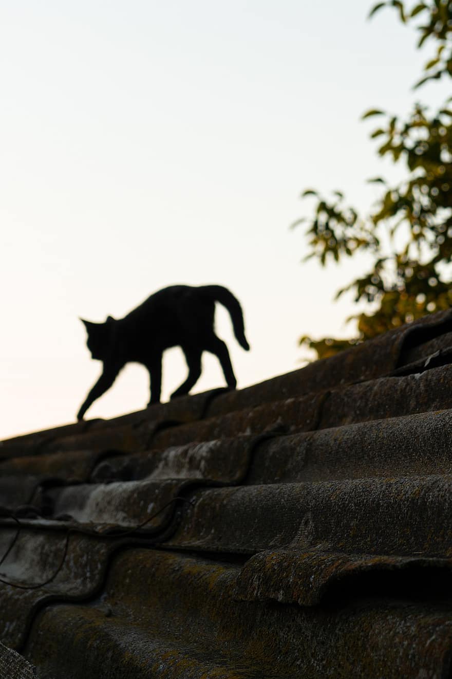 atap, atap bergelombang, kucing, bayangan hitam, karat, rumah, hewan, membelai, senja, malam, gelap