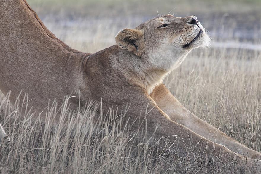 Lion Stretch, Αφρική, σαφάρι, φύση, Κενύα