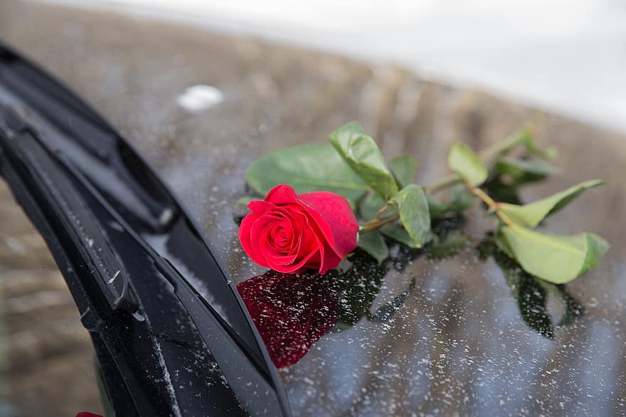 αυτοκίνητο, λουλούδι, τριαντάφυλλο, κομψότητα, Ημέρα του Αγίου Βαλεντίνου, επέτειος, εορτασμός, θύρα, δώρο, λαβή