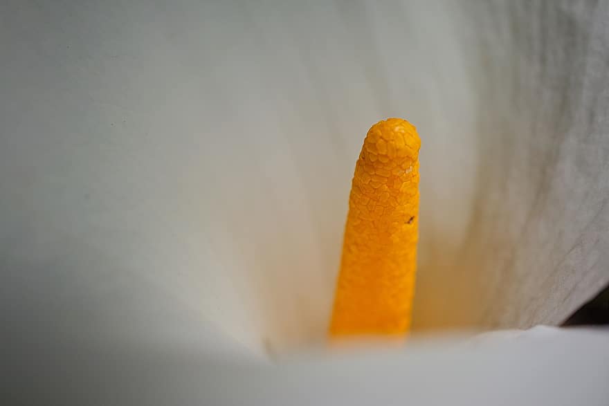 Calla Lily, Arum Lily, Pistil, White Flower, Flower, Macro, close-up, yellow, plant, backgrounds, leaf