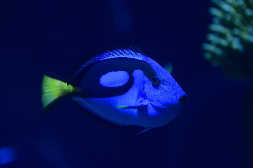 синій танг, риба, морське життя, водна тварина, акваріум