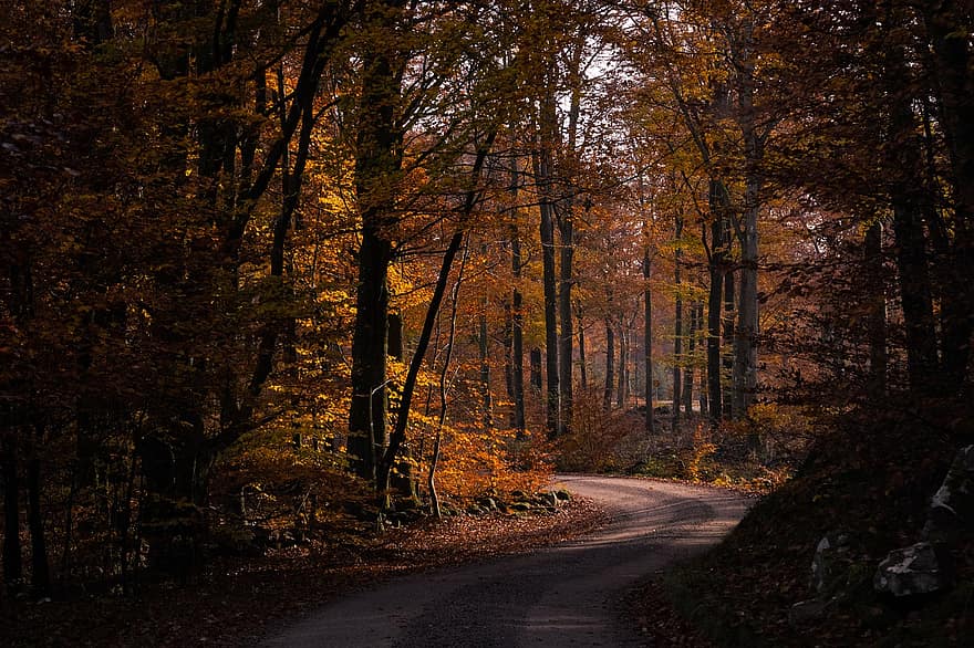 лес, Дорога, падать, осень, природа, деревья, береза, дорожка, пейзаж, листья, листва