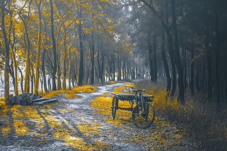 Bicycle, Forest, Path, Fall, Autumn, Cart, Trees, Trail, Road, Bike, Landscape