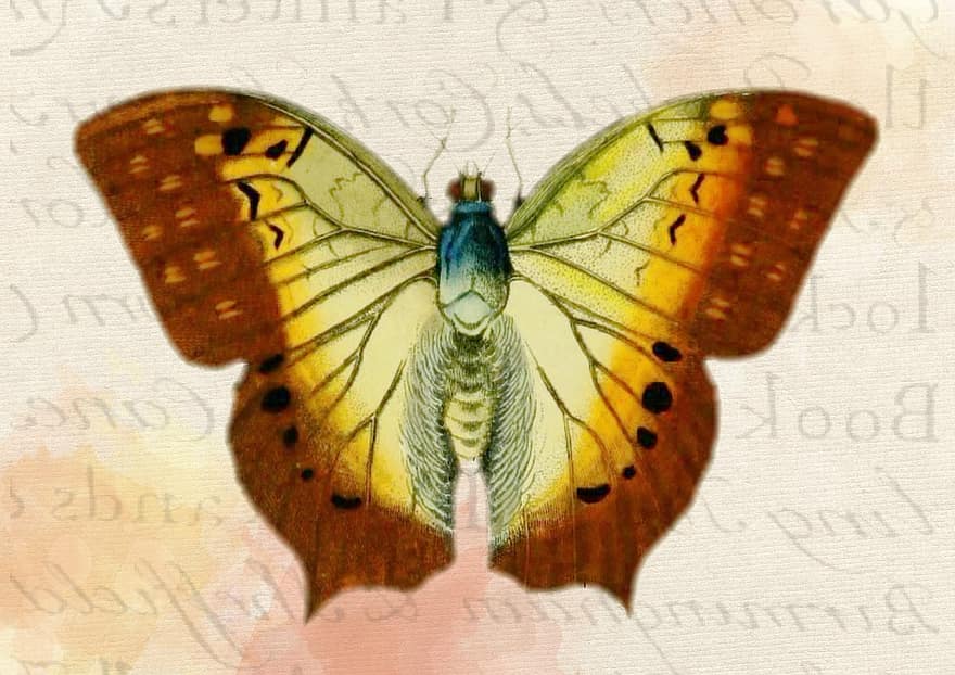 papillon, Contexte, ancien, dessin, fond papillon, la nature, conception, été, décoration, printemps, insecte