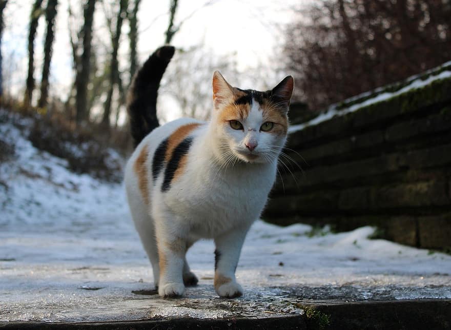 kat, kæledyr, dyr, sne, vinter, frost, kold, indenlandske, feline, nuttet, indenlandske kat