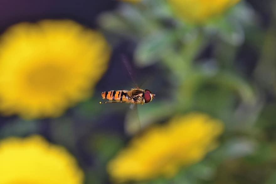 Hover Fly, Fly, Insect, Flight Insect, Flying, Schwirrfliege, Animal, Insect Photo, Nature