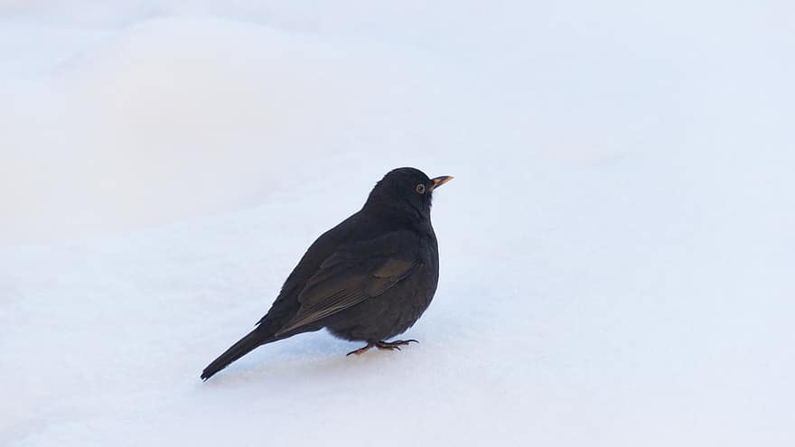 paukštis, Blackbird, sniegas, žiurkėnų paukštis, gyvūnams, sodas