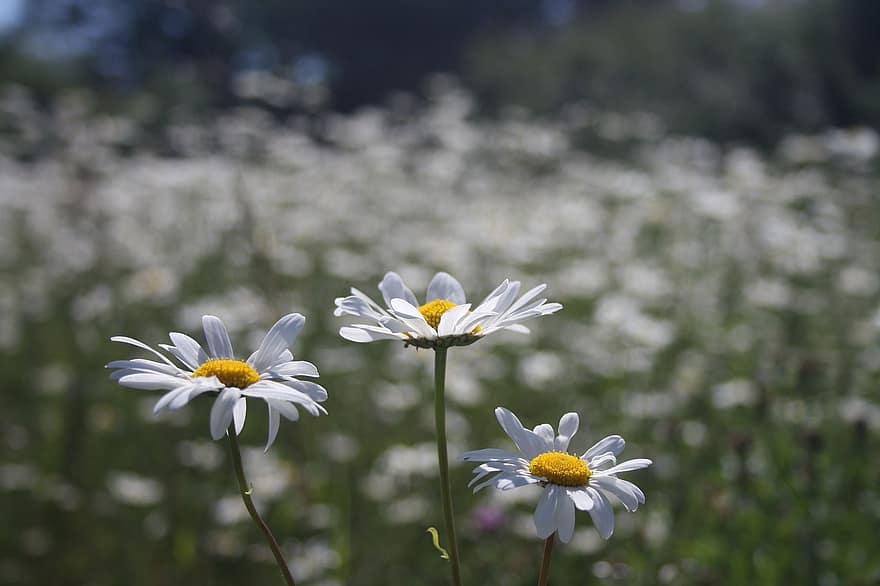 Daisies, Countryside, Nature, Field, Petals, Bloom, White