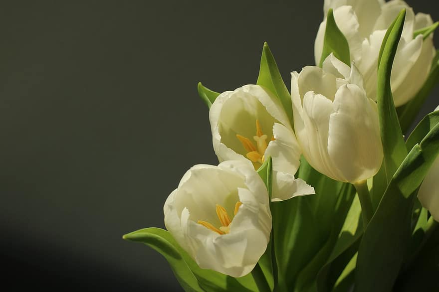 tulipas, flores, plantas, flores brancas, Ramo de flores, pétalas, flor, flora, Primavera, natureza, fechar-se