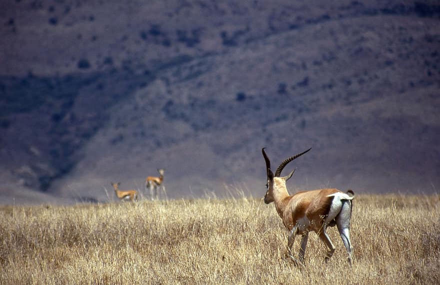 antilope, horn, vill, safari, dyr, villmark, dyreliv, natur