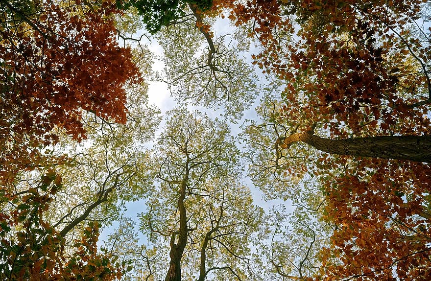 木、枝、葉、森の中、森林、秋、シーン、自然、カラフル