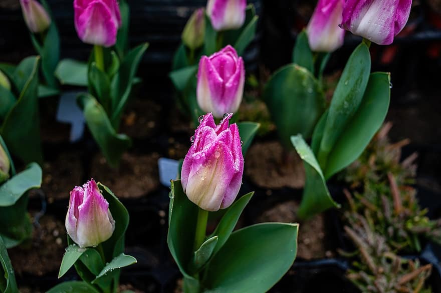 blomster, tulipaner, lyserøde tulipaner, lyserøde blomster, vanddråber, dug, dug dråber, natur, forår, kronblade, have
