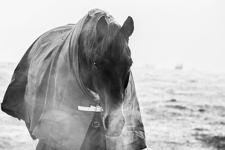 cavallo, purosangue, ritratto, equino, mammifero, paddock, tappeto per cavalli, nebbioso, ghiacciato, freddo, bianco e nero