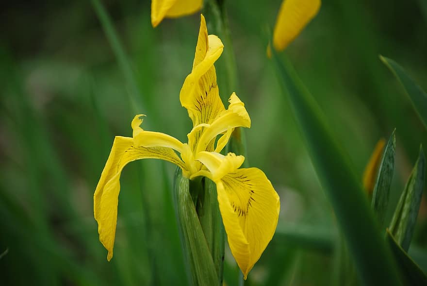 iris groc, flor, planta, iris, bandera groga, bandera de l'aigua, flor groga, pètals, florir, fulles, naturalesa