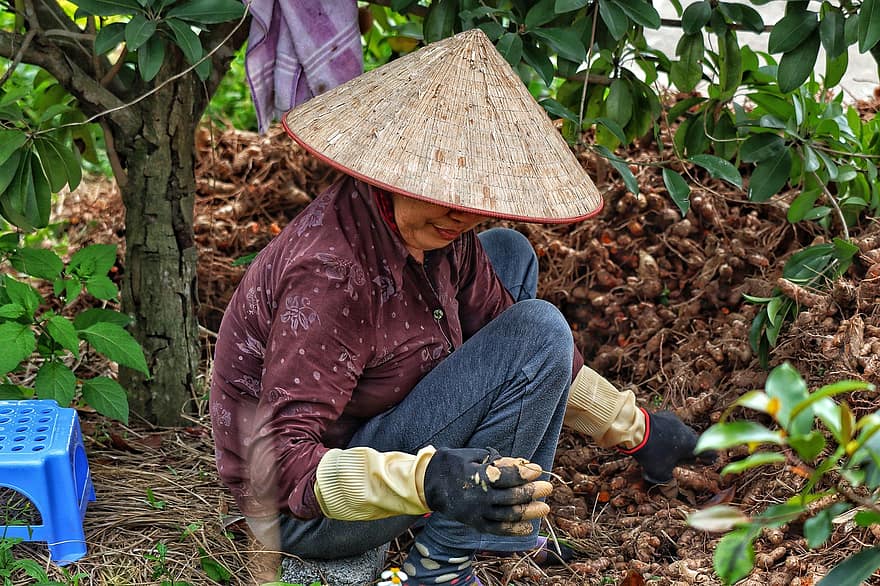 zahradník, Vietnam, práce na zahradě, kegelhut, slaměný klobouk, Příroda