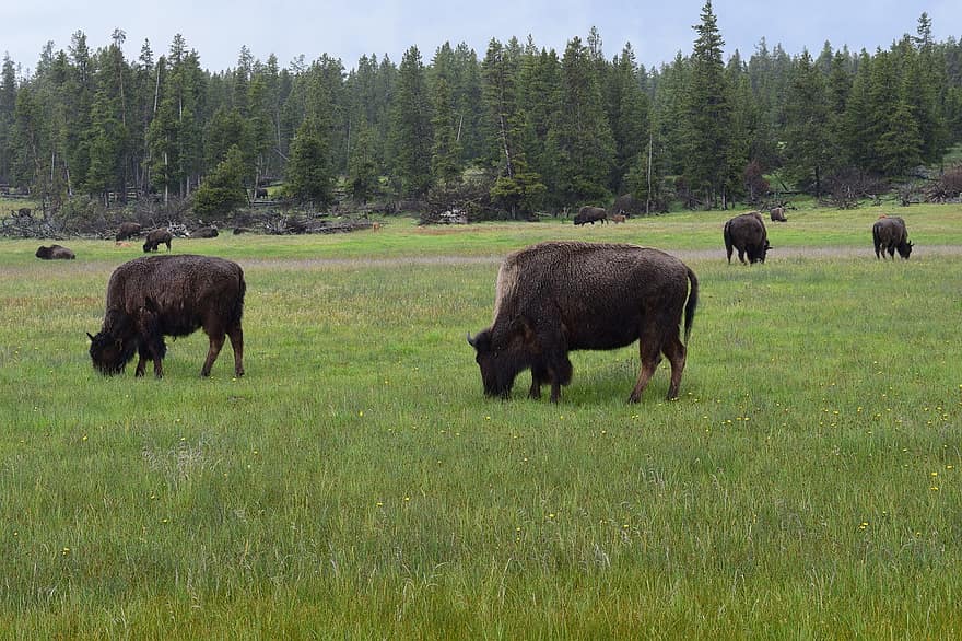 Bison, Animals, Pasture, Yellowstone, Buffalo, Wildlife, Mammals, Field, Meadow, Trees, Nature