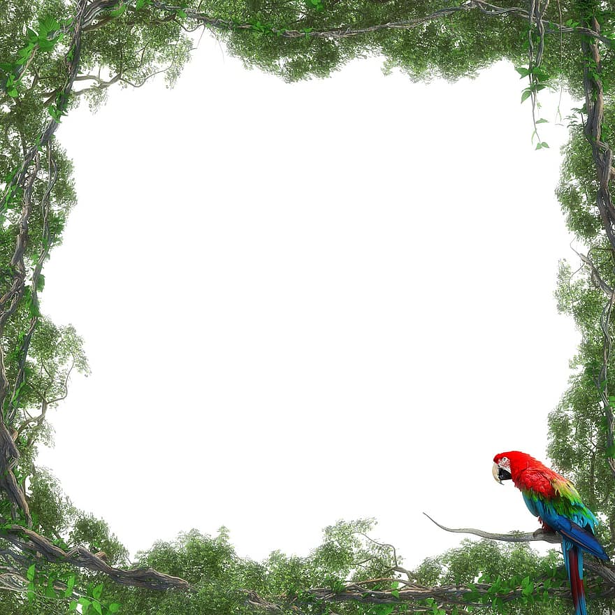 Parrot, Leaves, Frame, Border, Macaw, Bird, Animal, Wildlife, Branches, Forest, Jungle
