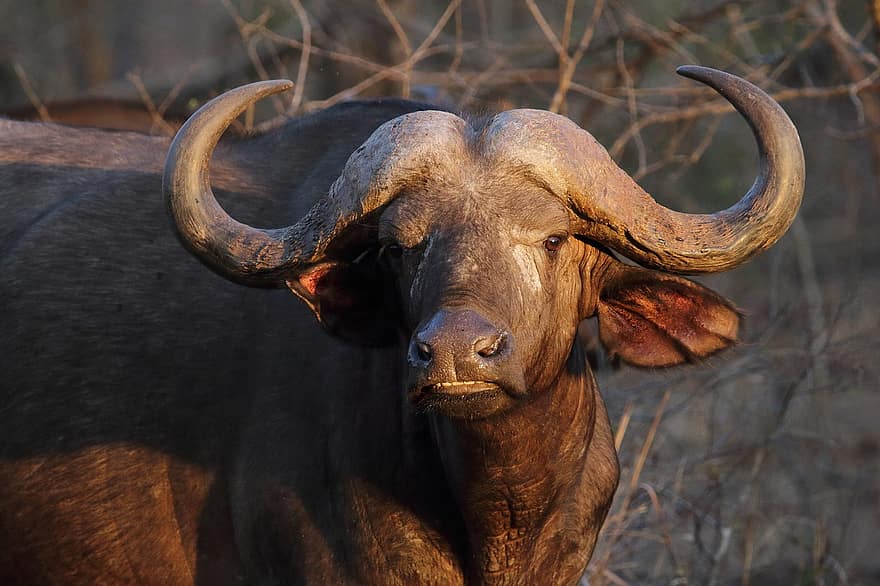 буйвол, Carabao, рога, рогатый, бычий, животное, млекопитающее, жвачный, пустыня