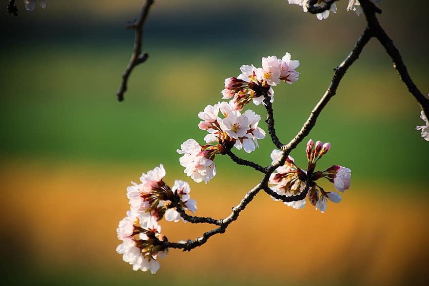 Цветение вишни, цветы, сакура, Вишневое дерево, весна