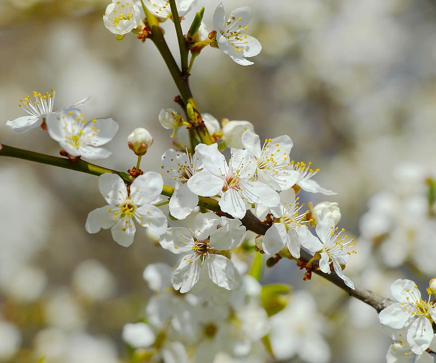 бели цветя, цветя, цветчета, природа, плодово дърво, пролетно време, клон, едър план, цвете, растение, свежест
