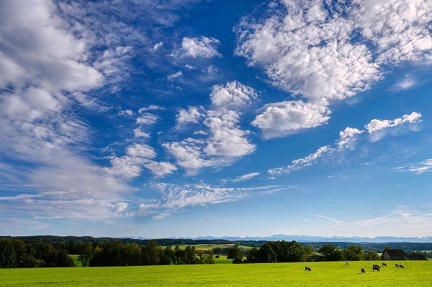 pâturage, les vaches, bétail, été, bleu, Prairie, scène rurale, herbe, nuage, ciel, paysage