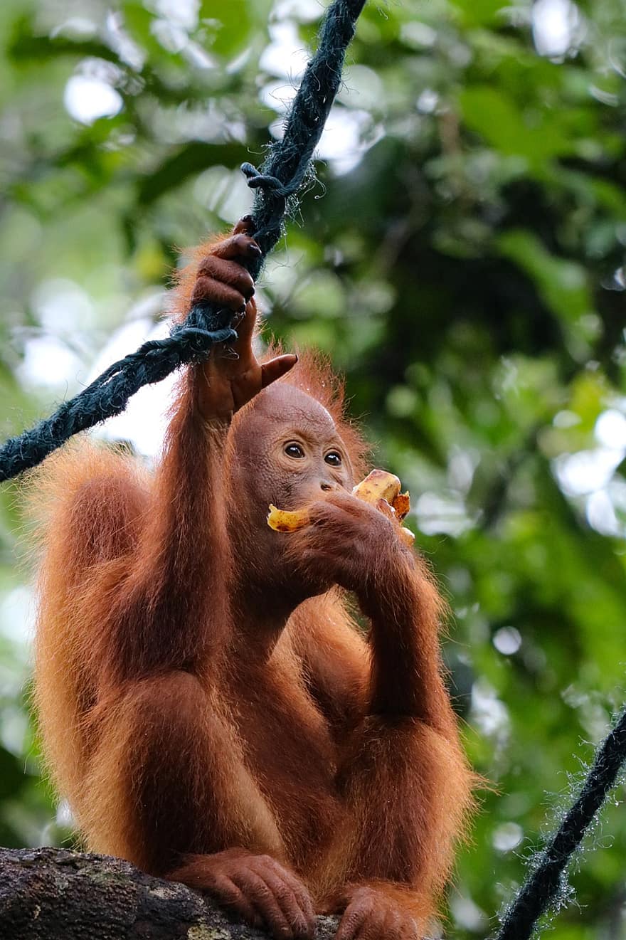 animal, orangutan, mamífero, mono, especies, primate, fauna, bosque tropical, bosque, animales en la naturaleza, árbol