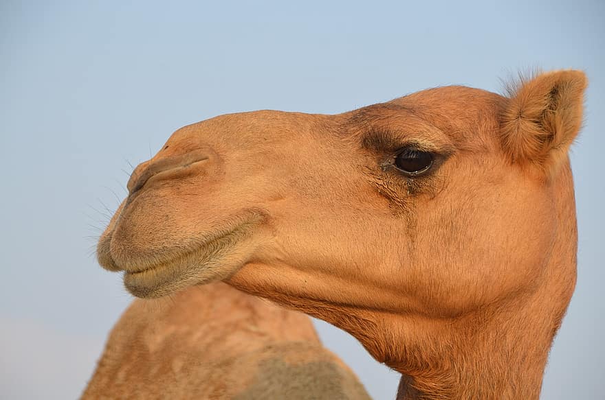 camello, perfil, Emiratos Árabes Unidos, cara, pestañas, animal, Desierto, dromedario