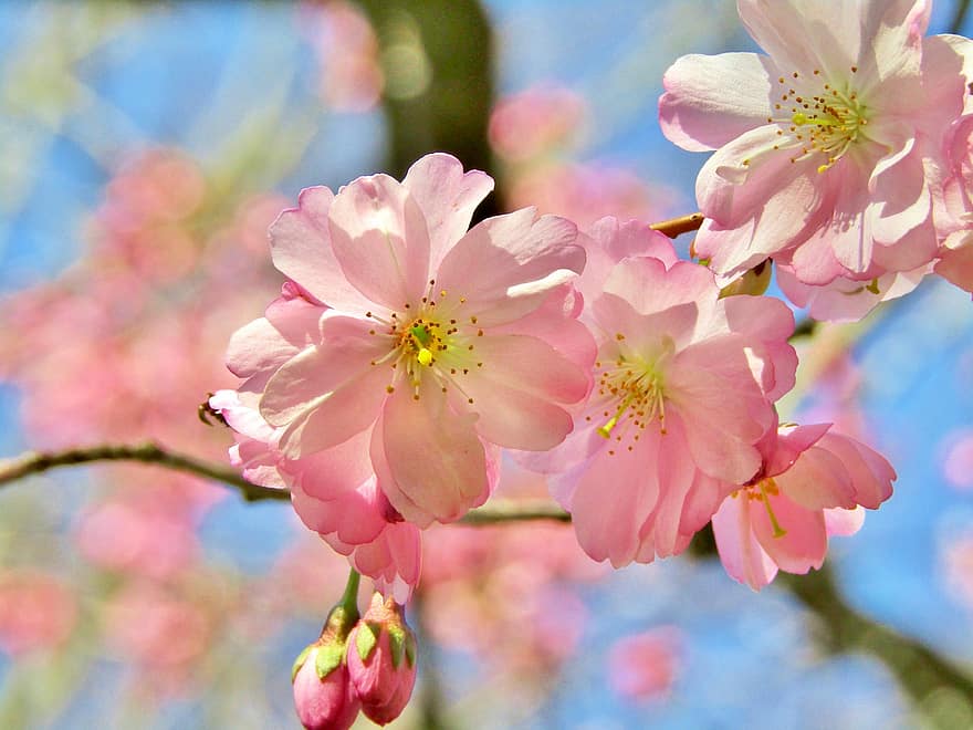 декоративна вишня, японська вишня, весна, рожевий, білий, цвітіння, відділення, сад, цвітіння вишні, тендер, макрос