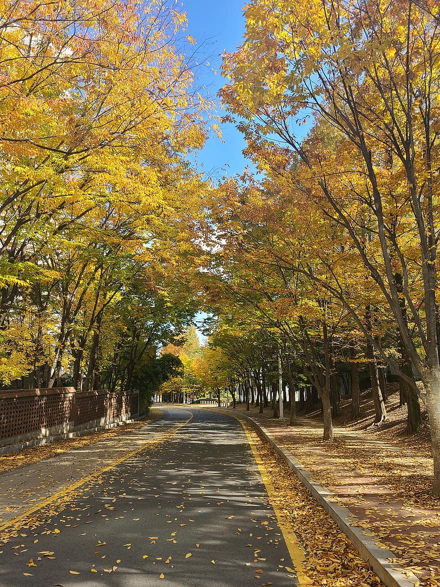 cadde, ağaçlar, sonbahar, yapraklar, yeşillik, Gingko Ağaçları, ağaç kaplı, sonbahar yaprakları, sonbahar renkleri, sonbahar mevsimi, sarı yapraklar
