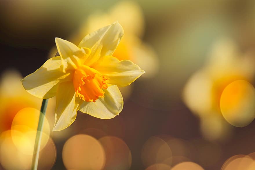 gele narcis, gele bloem, Pasen Bell, bloem, bloesem, bloeien, tuin-, bokeh