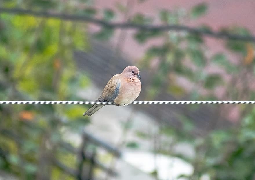 Dove, Bird, Animal, Pigeon, Wildlife, Plumage, Wire, Perched, Nature, Avian, Ornithology