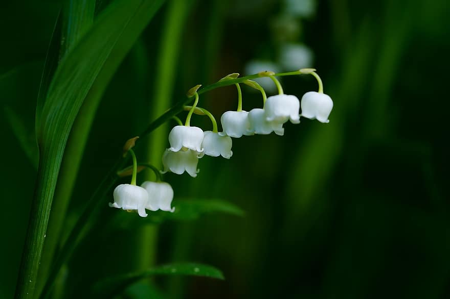 Flowers, Lily Of The Valley, Wildflower, Spring, Spring Flowers, Republic Of Korea, Plant, Macro, Botany, Bloom, close-up