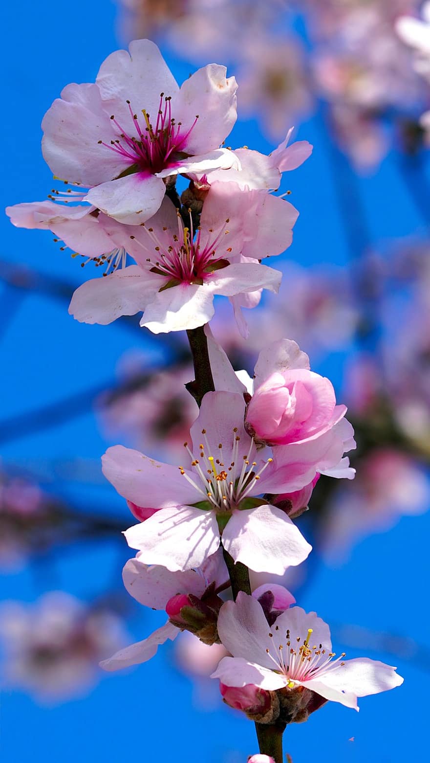 flor de almendro, las flores, Arbol de almendras, primavera, Flores rosadas, floración, flor, rama, naturaleza, de cerca, planta